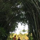  Bambuswald 