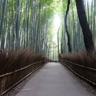 Bambuswald Arashiyama bei Kyoto