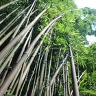 Bambuswald auf Maui