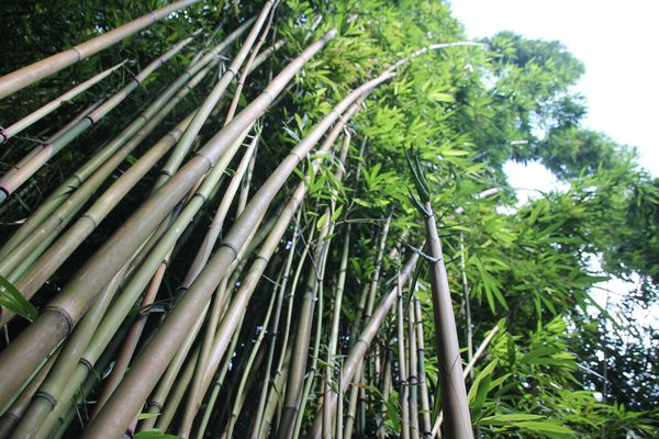 Bambuswald auf Maui
