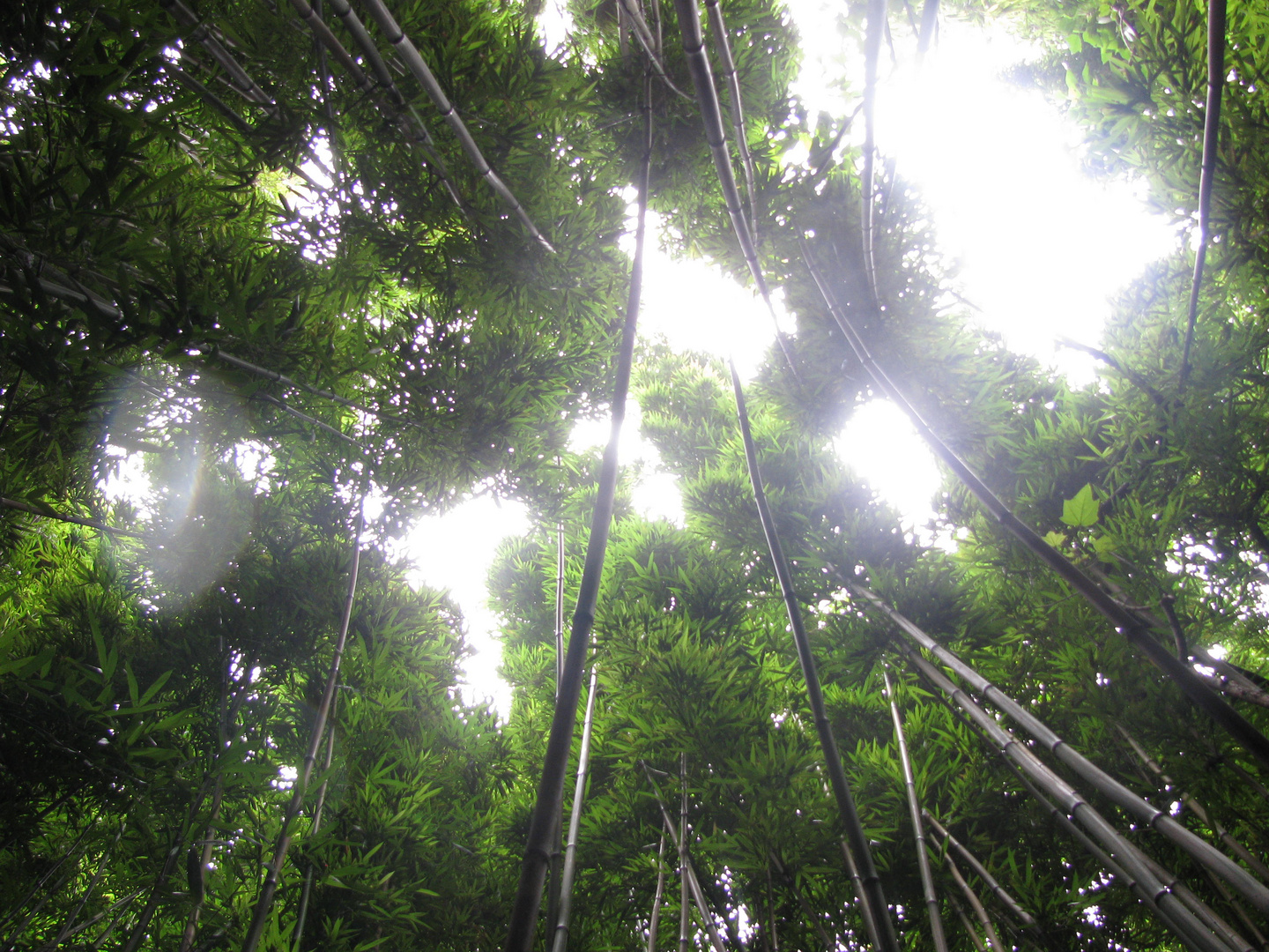 Bambuswald auf Maui/ Hawaii 2009
