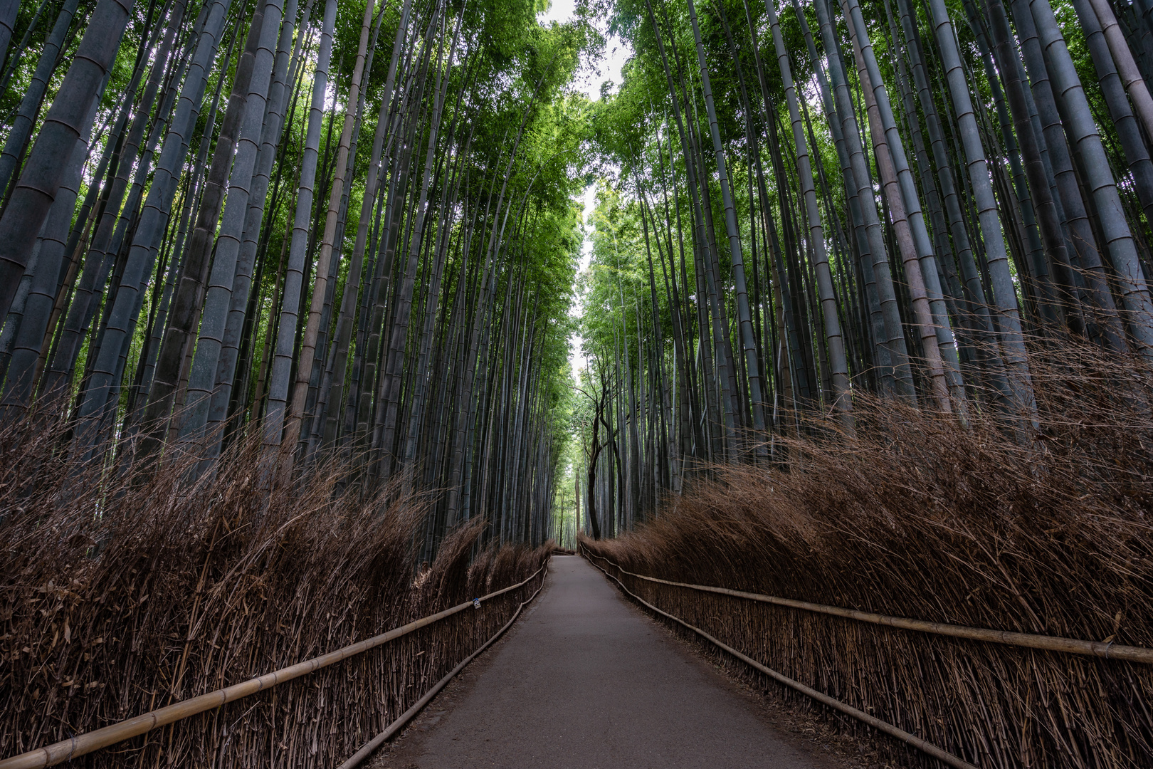 Bambuswald in Arashiyama