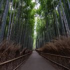 Bambuswald in Arashiyama