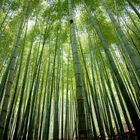 Bambuswald Südkorea