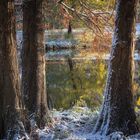 Bammelsburger Teich im Winter