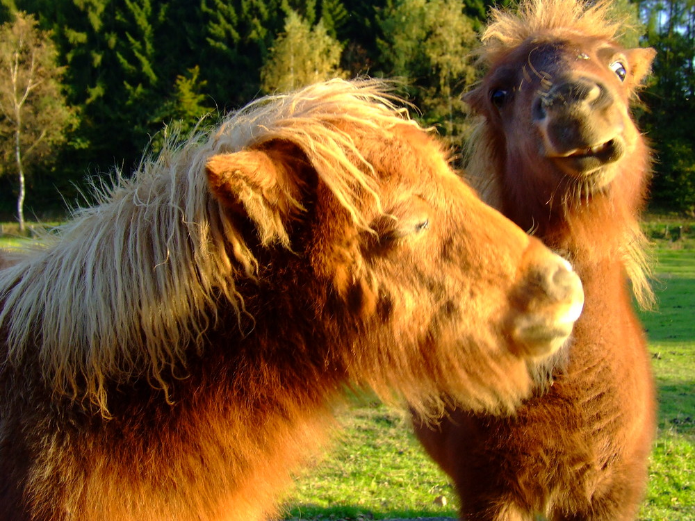 Bana yan bakma bosusuruz!!! / Kuck mich nicht schräck an sonst......