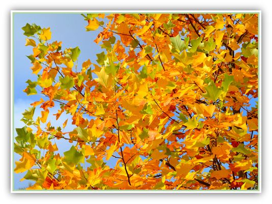 "Banalità" e la semplicità d'autunno