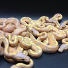 Banana Ball Python Königspytho Franks Originals Ballpythons