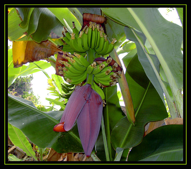 *** Banana Blossom ***