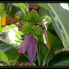 *** Banana Blossom ***