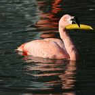 banana flamingo