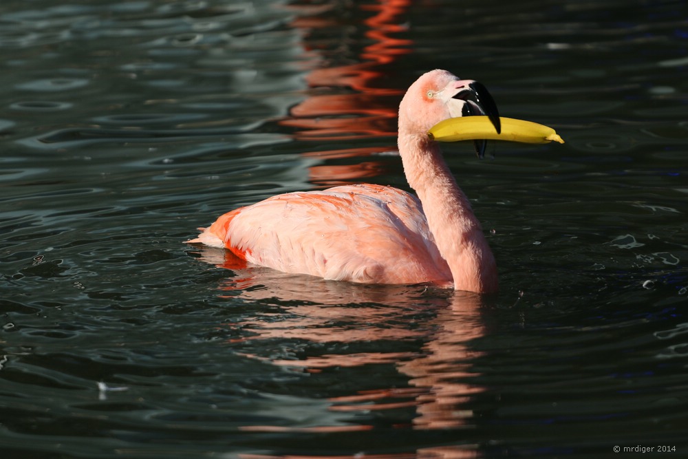 banana flamingo