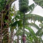 Banana Flower