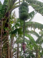 Banana Flower