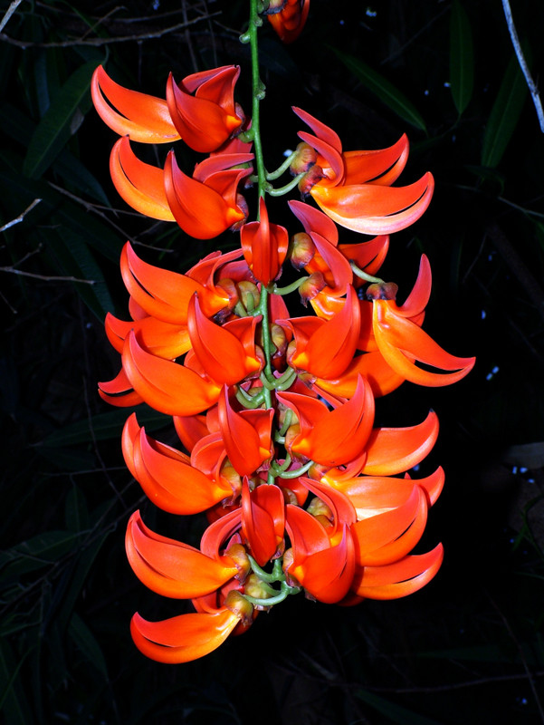 Banana Flower