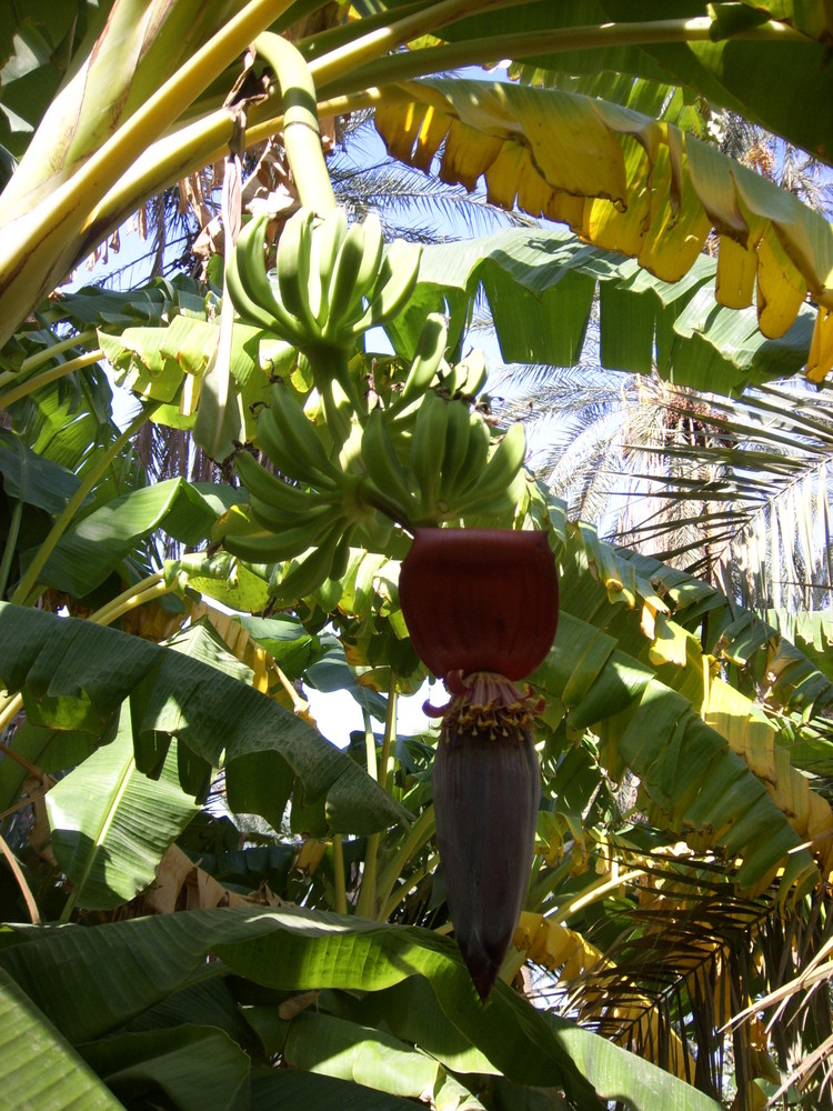 Banana flower and tree