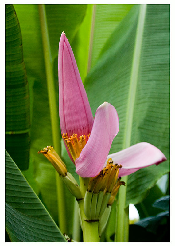 Banana Flower - Camiguin Island