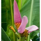 Banana Flower - Camiguin Island