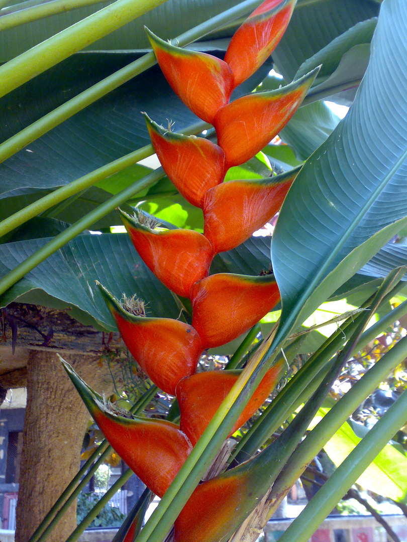 Banana Garden