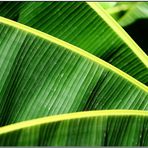 . banana leaves .