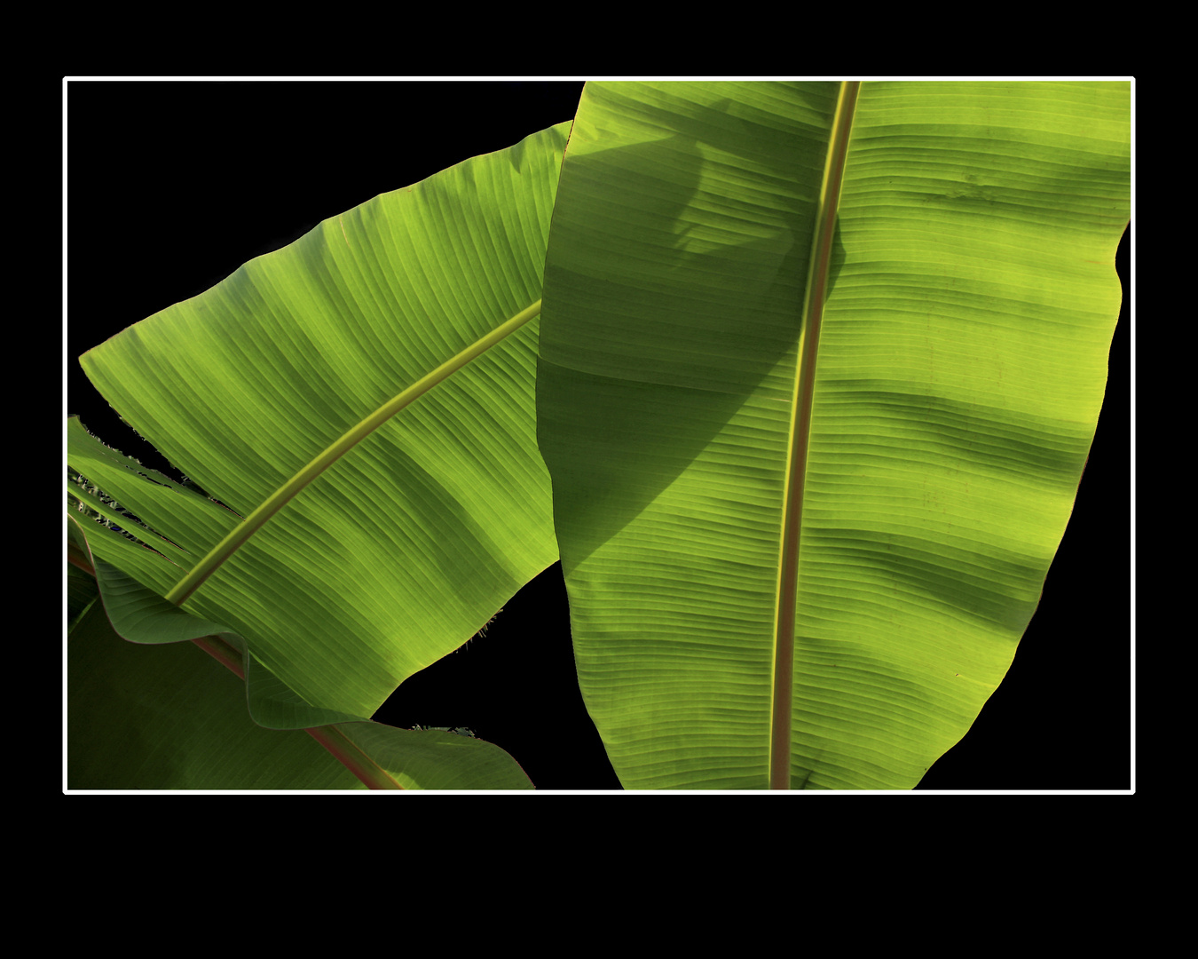 Banana leaves