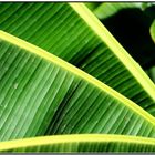 . banana leaves II .