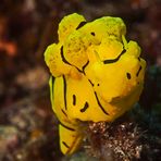 Banana Nudibranch