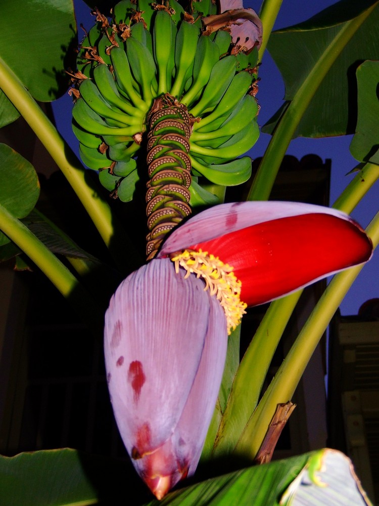 Banana Plant