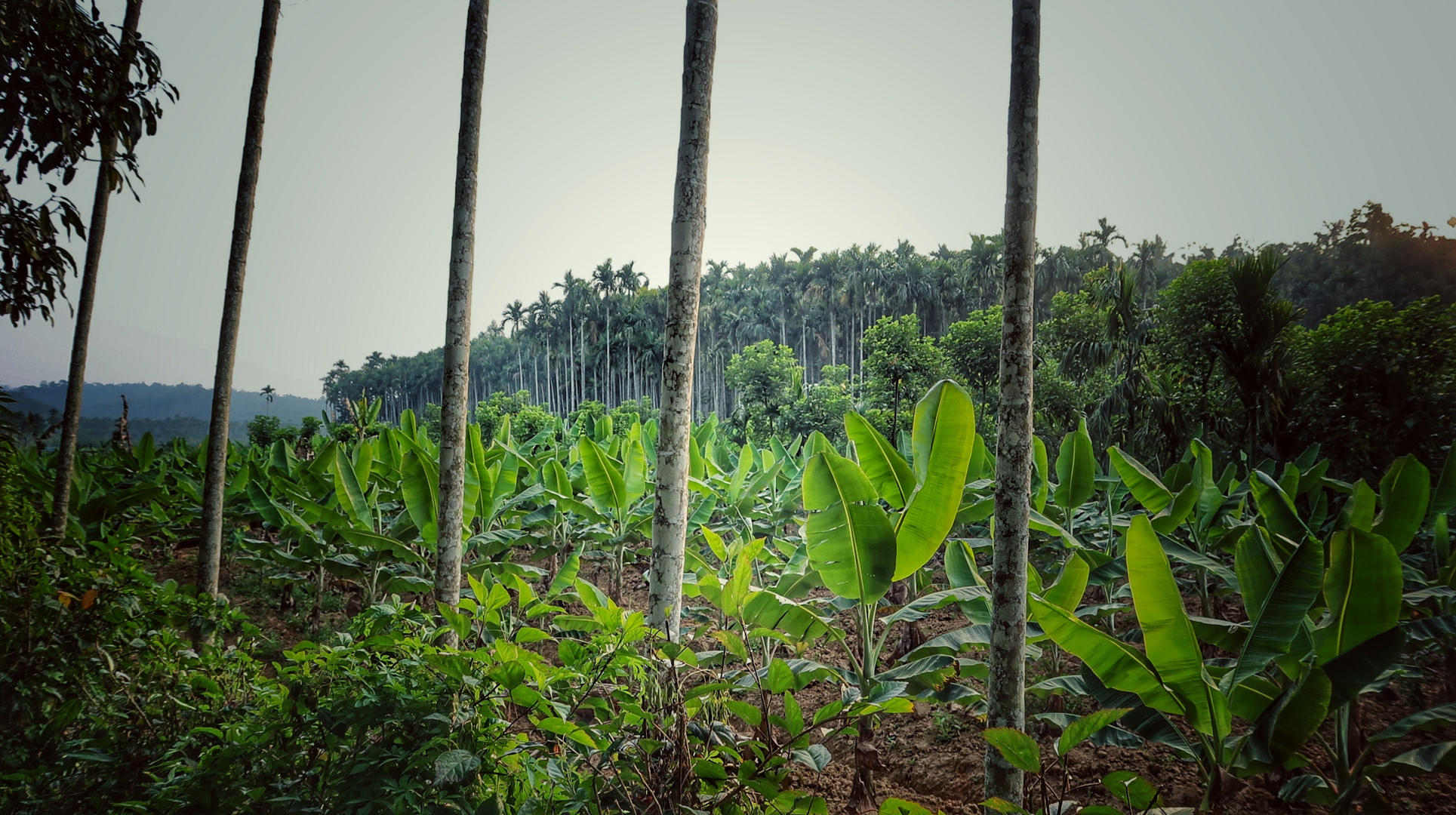 Banana plantation