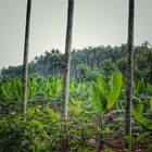 Banana plantation