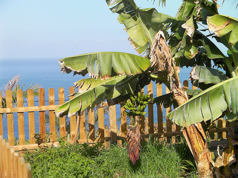 Banana plantations in "El Rincon"