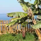 Banana plantations in "El Rincon"