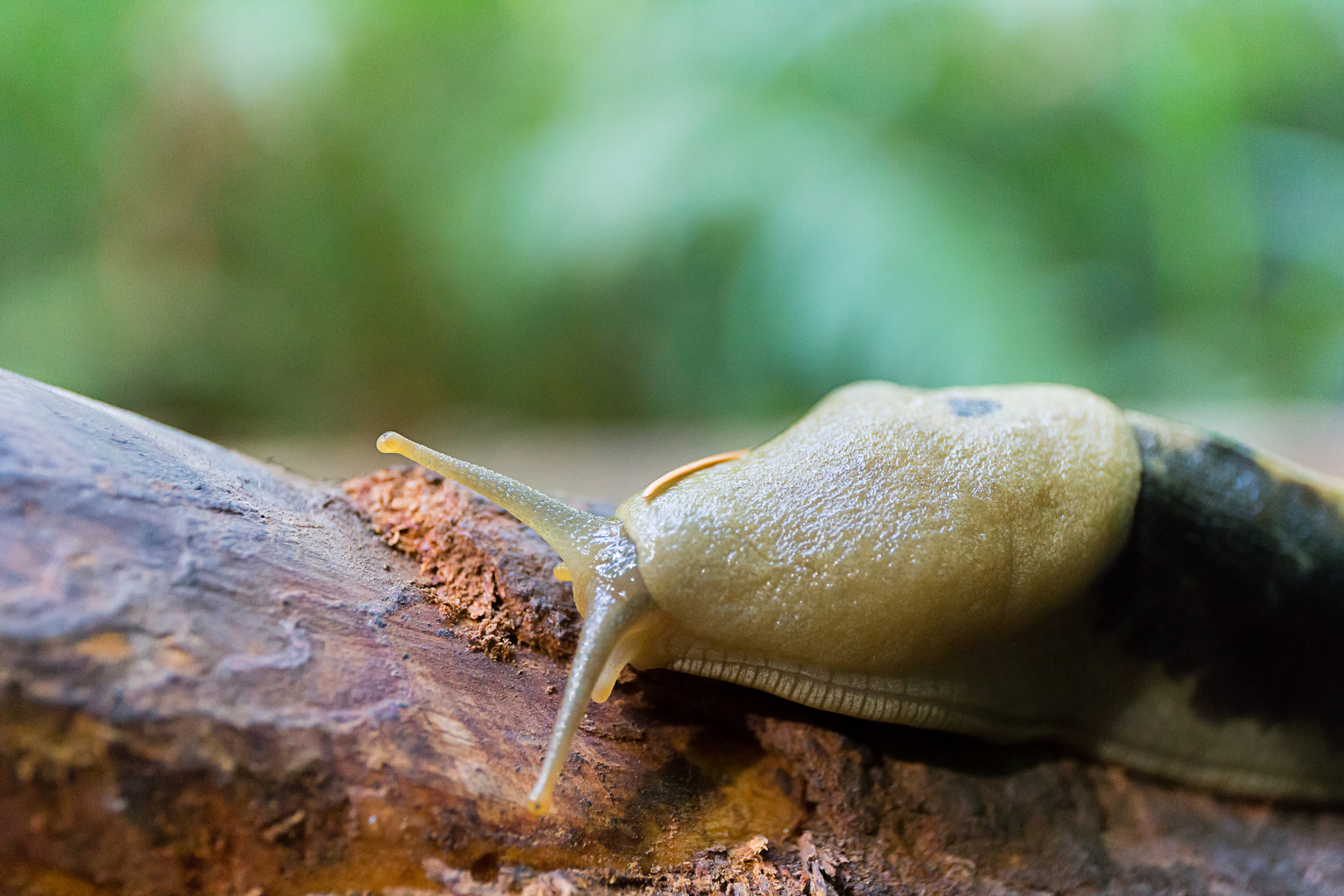 Banana Slug