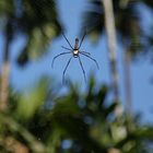 banana spider