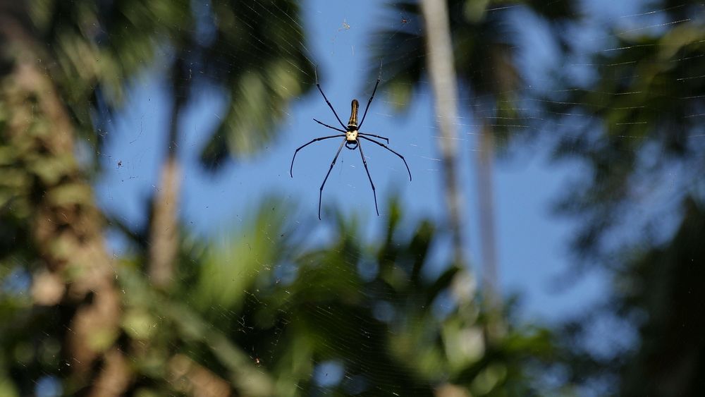 banana spider