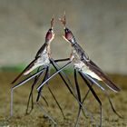 Banana Stalk Fly - Telostylinus lineolatus~