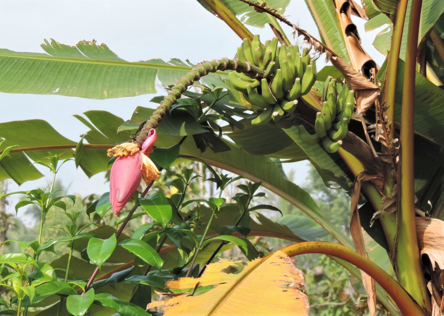 banana tree