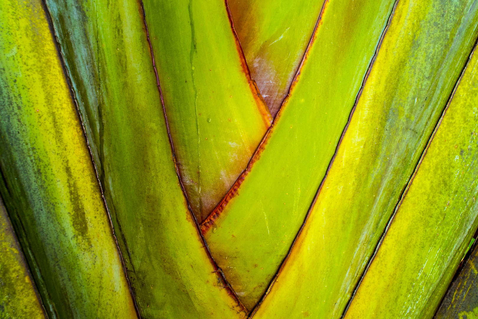 Banana tree