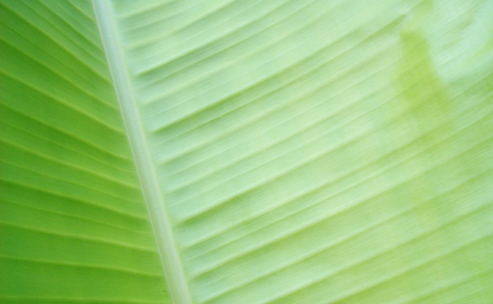 Banana tree Leaf