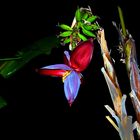 Banana tree with flowers and fruits  -  Bananenstaude mit Blüten und Früchten