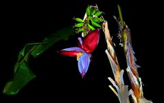 Banana tree with flowers and fruits  -  Bananenstaude mit Blüten und Früchten