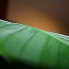 banana_leaf