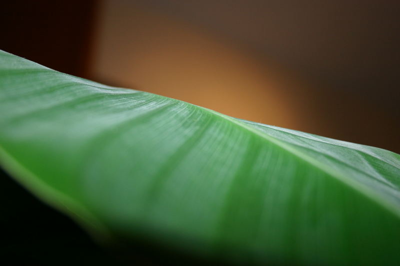 banana_leaf