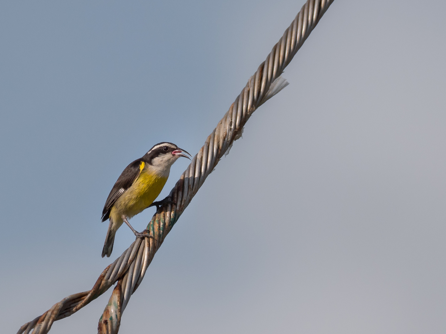 Bananaquit