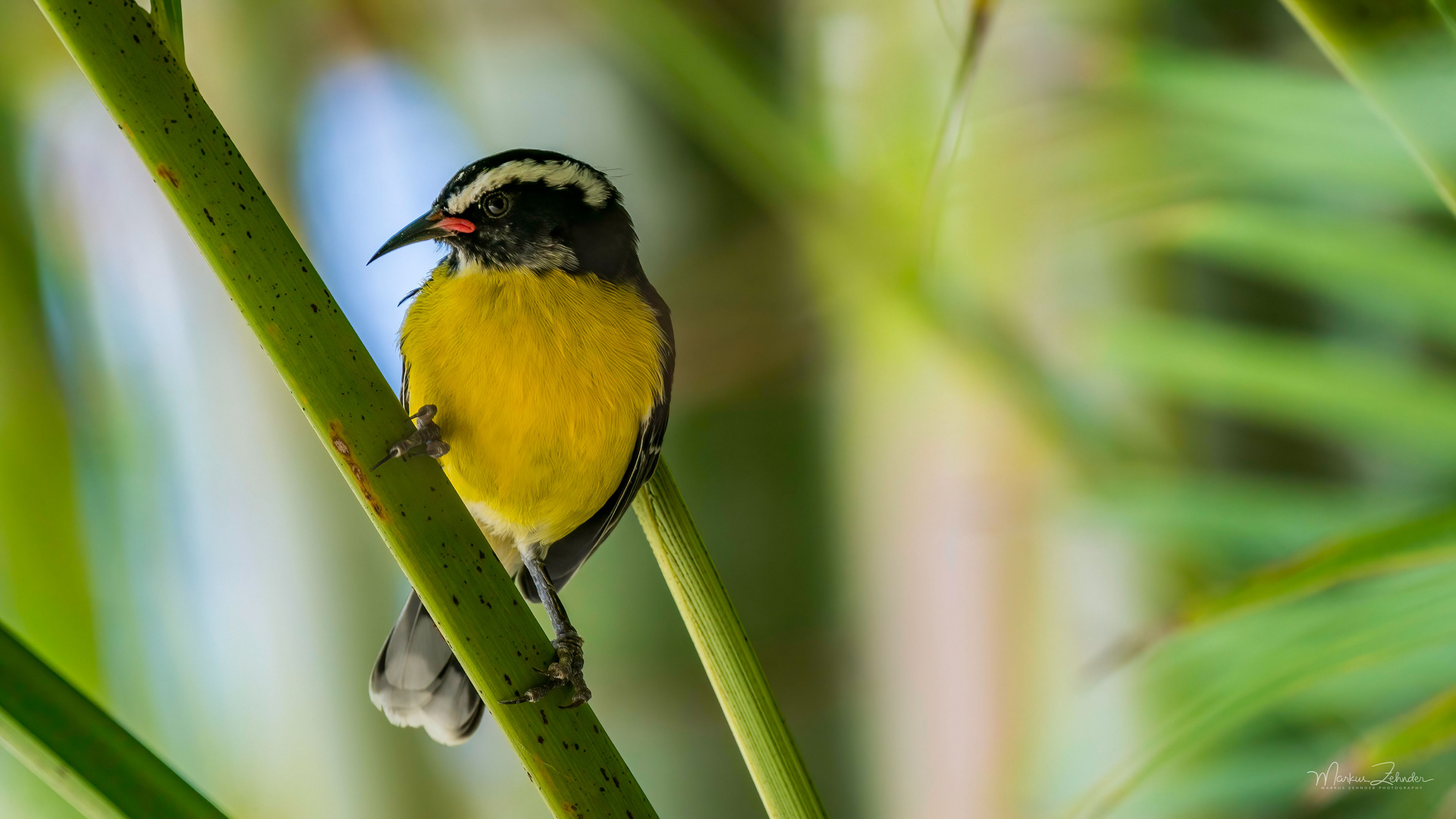 Bananaquit