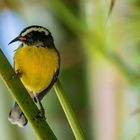 Bananaquit