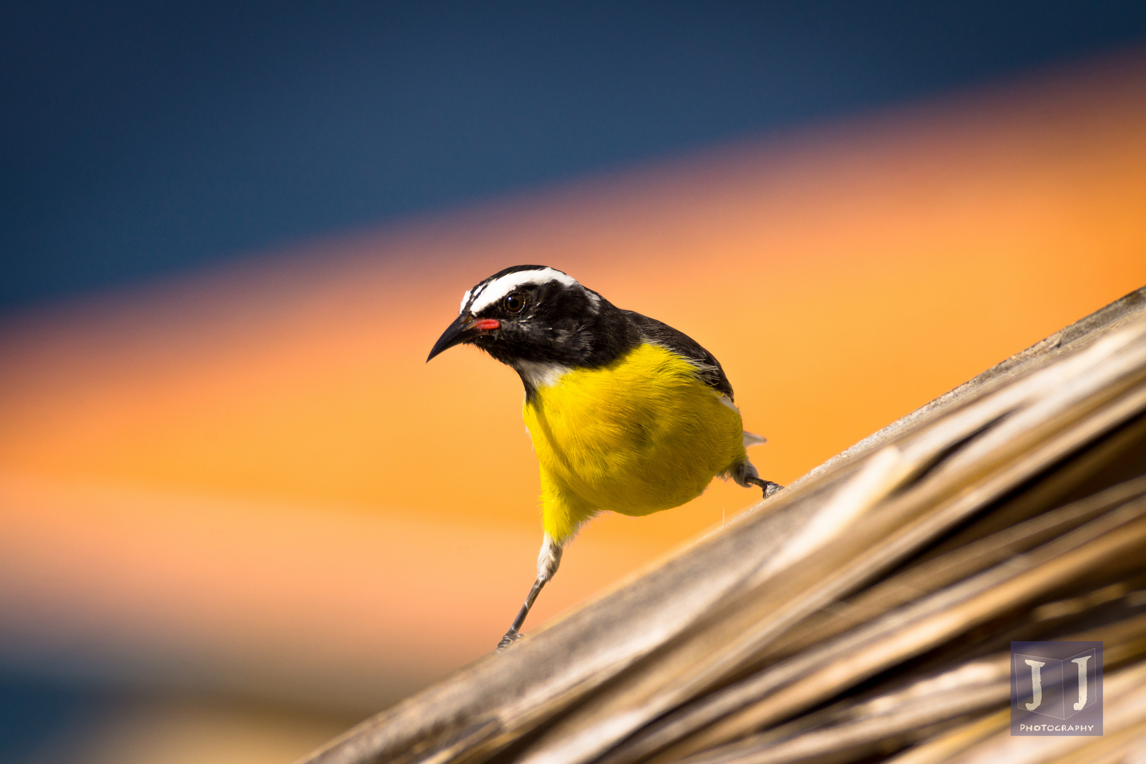 Bananaquit