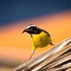 Bananaquit