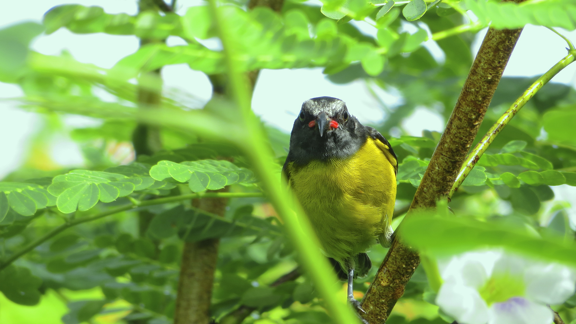 Bananaquit