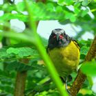 Bananaquit